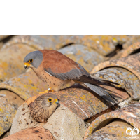 دلیجه کوچک Lesser Kestrel